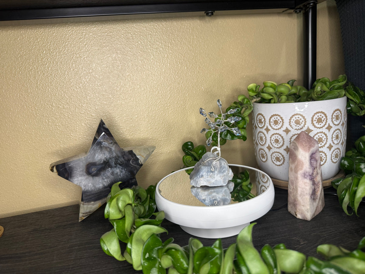 Eye of the Storm Bonsai - Made to Order