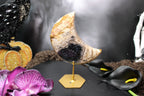 Palm Root Crescent Moon – Choose Your Piece