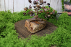 Stormwood Sentinel – Pietersite Gemstone Tree on Tiger’s Eye