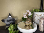 Made To Order Pink Blossom Romance Bonsai Tree