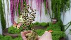 Forestheart Bonsai – Unakite Wire Tree on Pistachio Opal