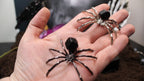 Crystal Spider – Choose Your Stone & Metal | Enchanted Forest Selection