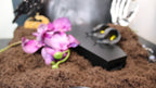 Silver & Gold Obsidian Bat – Choose Your Stone | Enchanted Forest Selection