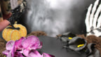 Sakura Agate Skull – Choose Your Piece